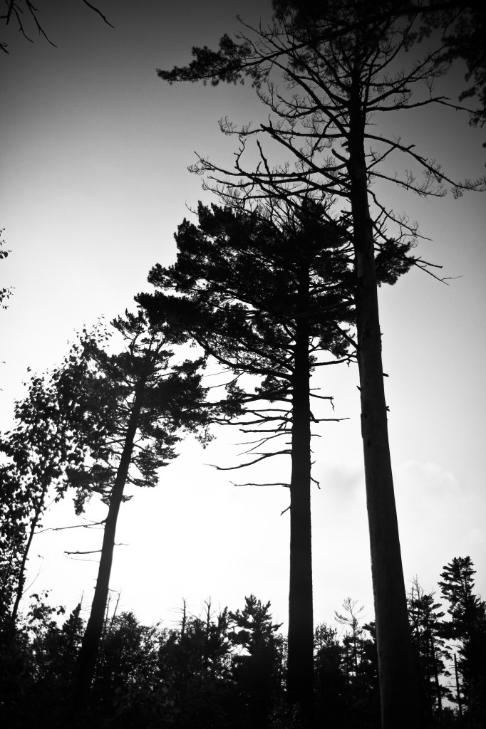 IMG_6795_1