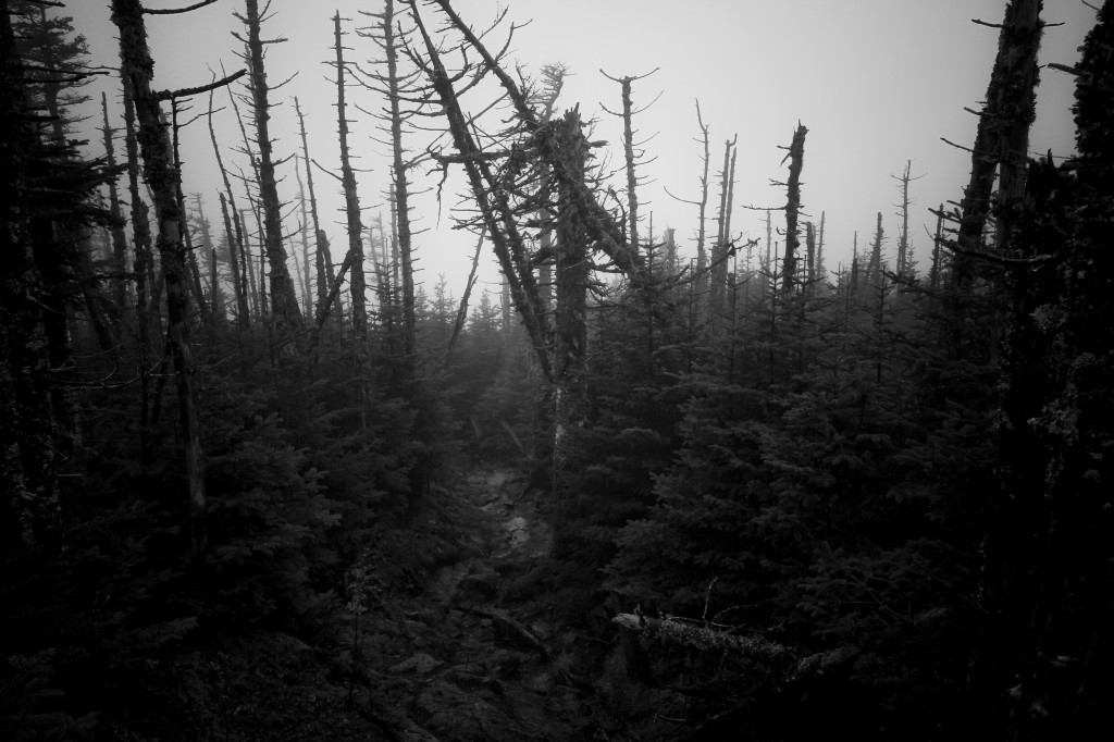 IMG_2973_1