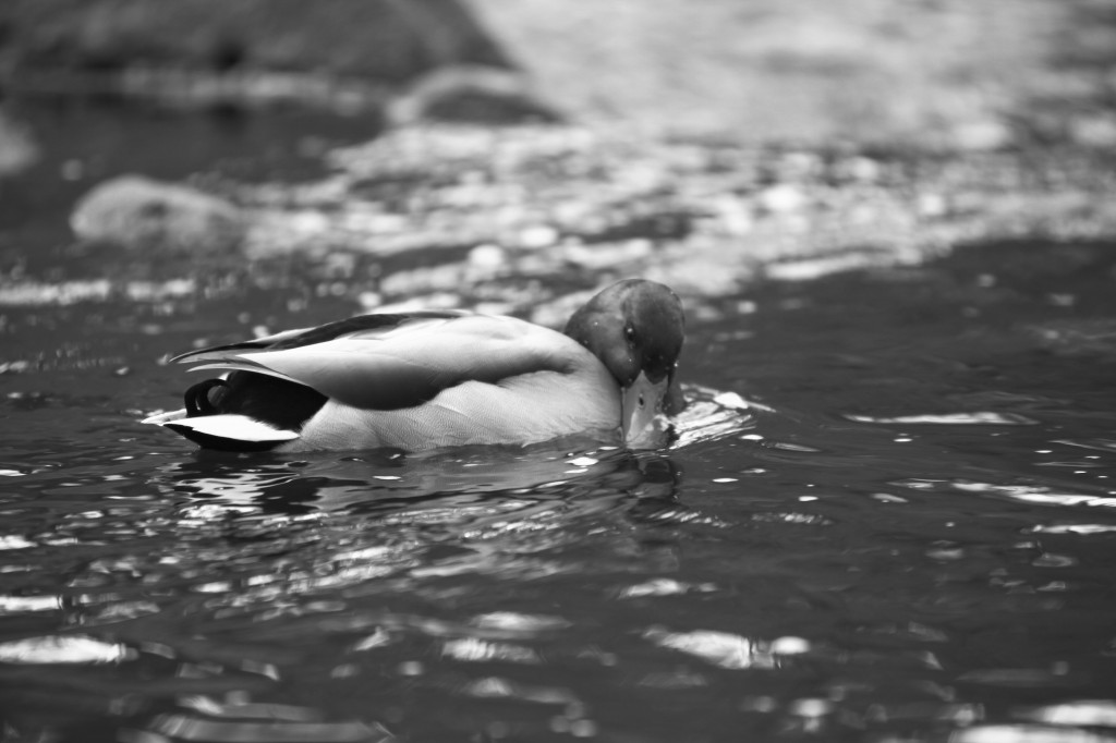 IMG_4245